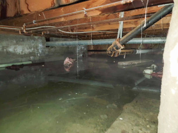 Best Basement water damage restoration  in Little Cypress, TX